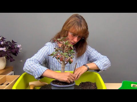 Видео: Формирование кроны крассулы (ч.3).