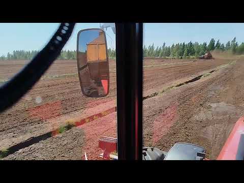 Видео: Уборка фрезерного торфа на МТЗ 1221.3 и прицепной машиной мтф 43а.Пробуем и тестируем новую технику💪