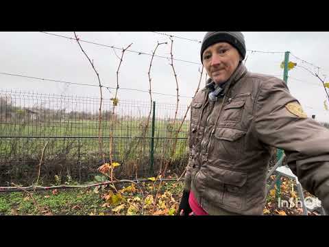 Видео: “Підготовка до обрізки винограду: що потрібно зробити перед стартом”