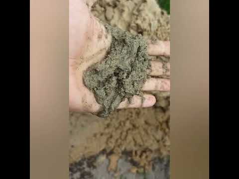 Видео: абиссинка в песке, но в обедненном водоносе . Костерево.