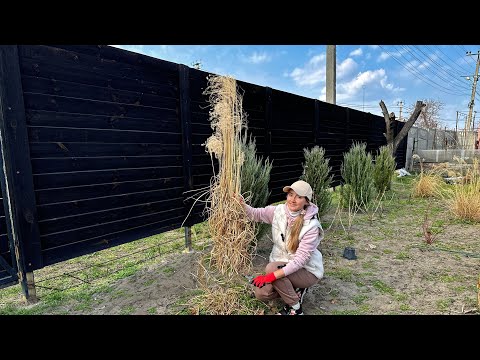 Видео: Обрiзаю злаки - створюю сад бiля хати-мазанки 🏡 Колекцiя злакiв 30 штук 🌾 Днiпро