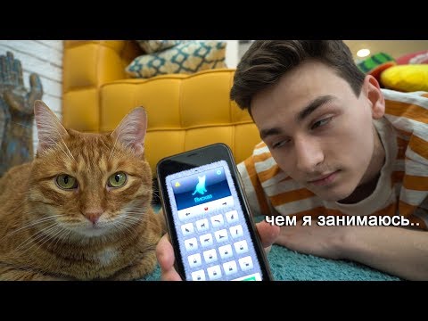 Видео: общаюсь с котом через кошачий переводчик