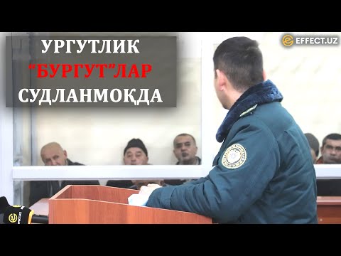 Видео: ҚАНОТИ ҚАЙРИЛГАН УРГУТ БУРГУТЛАРИ: СУДДА НИМАЛАР АЙТИЛДИ? – EFFECT.UZ