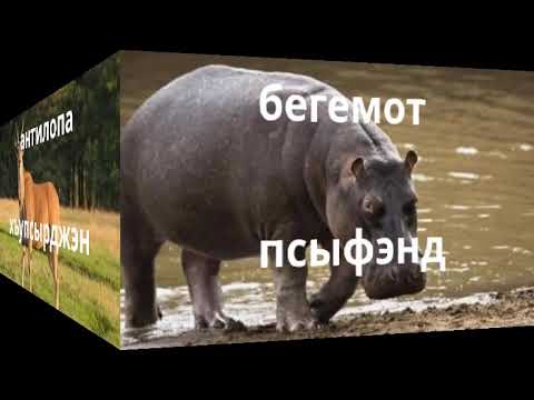 Видео: название животных на кабардинском языке
