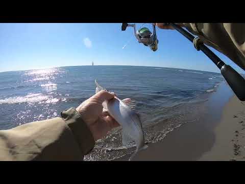 Видео: Рыбалка на сибаса с берега в Черногории после обеда.