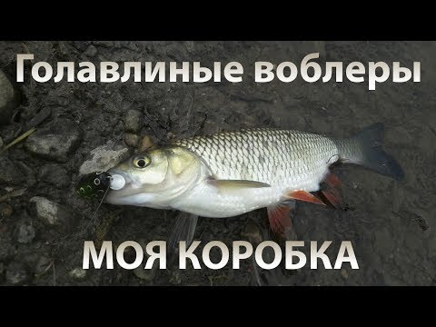 Видео: Воблеры на голавля | Моя коробка. Lures for the chub