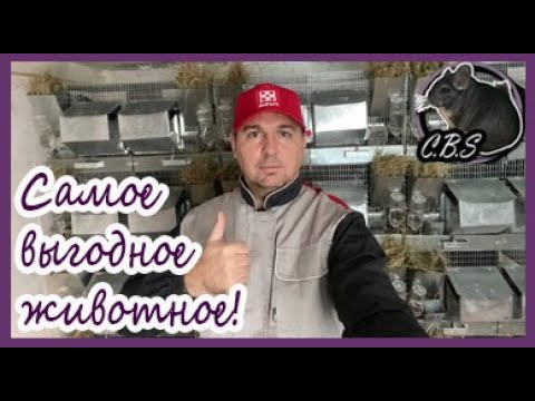 Видео: ВСЕ ПЛЮСЫ РАЗВЕДЕНИЯ ШИНШИЛЛ | ФЕРМА ШИНШИЛЛ | КОГО ВЫГОДНЕЕ РАЗВОДИТЬ | МЕХОВЫЕ ШИНШИЛЛЫ