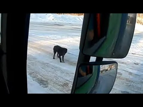 Видео: Черный пёс нагоняет ужас.