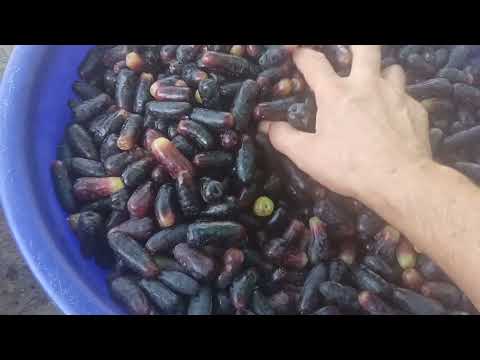 Видео: Ангури Аватар пухта расид.