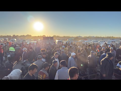 Видео: 8 ОКТЯБР БЕРУНИЙ АБАЙ КУЙ БОЗОРИ ОДАМЛАР КУП
