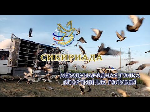 Видео: CИБИРИАДА