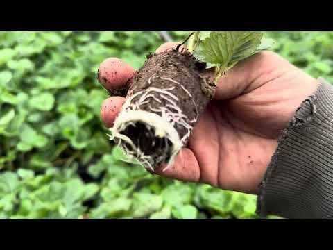 Видео: Посадка расады на весну 