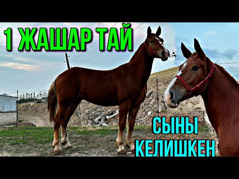 Видео: ОХО НУРАЛИ АКАДАН  СЫНДУУ ТАЙ 🤯 #байтв