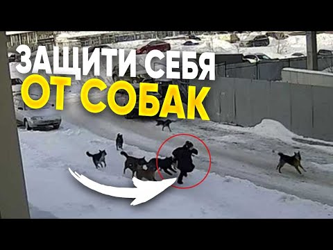 Видео: Защити себя от бродячих собак