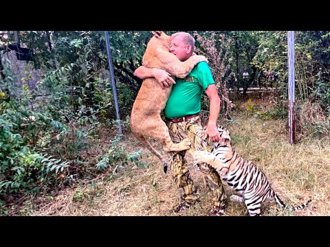 Видео: Молодой тигр НАУЧИЛ молодого доброго льва НАПАДАТЬ и теперь Олег Зубков  применяет ВОЛШЕБНЫЙ ТАПОК!
