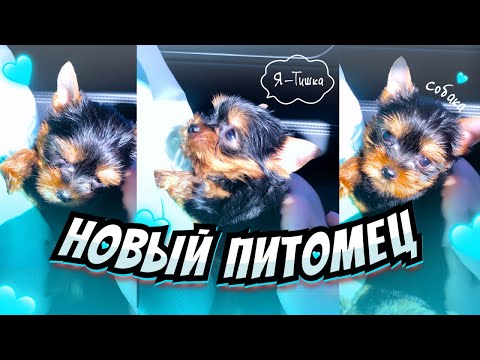 Видео: НОВЫЙ ПИТОМЕЦ | я завела СОБАКУ | первые дня ЙОРКА дома 💙