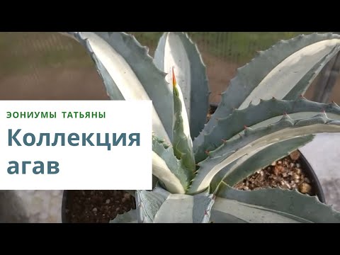 Видео: Моя коллекция агав. Сорта и виды.