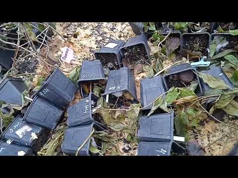 Видео: ВСЕ!! РАБОТУ  ВЫПОЛНИЛА! ЖДЕМ  СНЕГА  ДЛЯ  УКРЫТИЯ!! 