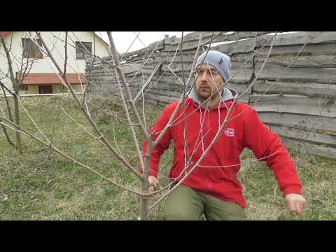 Видео: Обрезка шелковицы - результат обрезки в конце сезона (на нескольких примерах)