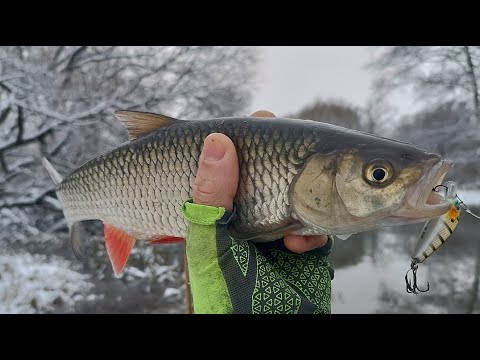 Видео: Голавль на спиннинг зимой. Места, приманки, проводка