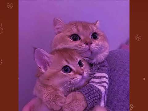 Видео: Озвучка по Соукоку