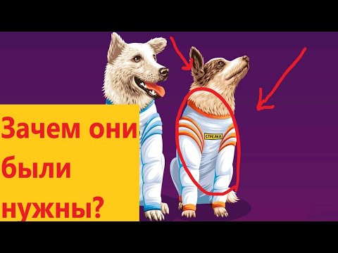 Видео: Зачем были нужны Белка и Стрелка? История первого полёта в космос