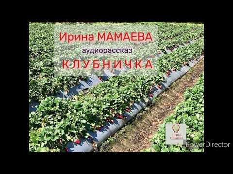 Видео: Аудиорассказ "КЛУБНИЧКА"⚪И.Мамаева