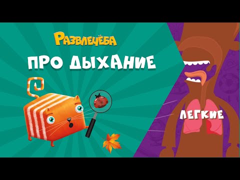 Видео: Развлечёба. Окружающий мир. Про дыхание