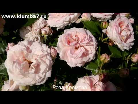 Видео: Мои розы новинки — просто ЦВЕТУЩИЕ МОНСТРЫ!