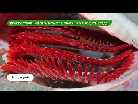 Видео: Среды обитания и приспособления организмов. Водная среда обитания