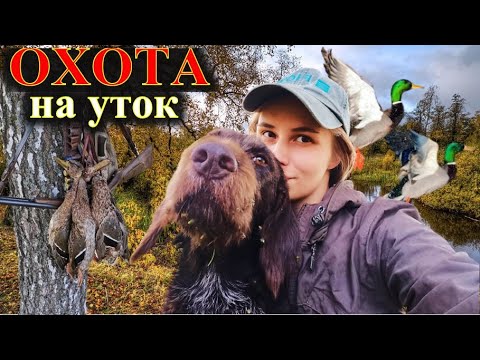 Видео: Охота на утку с подхода, четыре встречи, дратхаар Азарт, девушка охотник