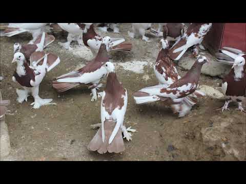 Видео: Baki Goyercinleri Бакинские Голуби Baku Pigeons Ruslan_Şahin 2019