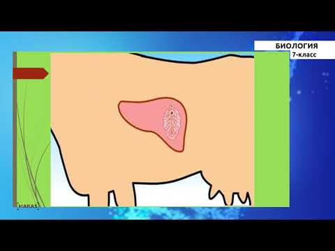 Видео: 7-класс | Биология |   Курттарга жалпы мүнөздөмө. Жалпак курттар. Түктүү курттар классы