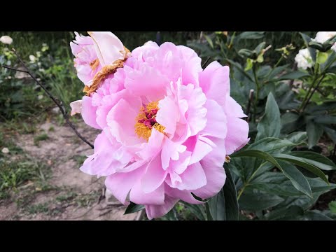 Видео: Новые открытия сезона 2024  Лактифлоры