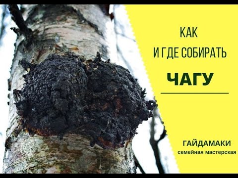 Видео: Где и как собирать чагу