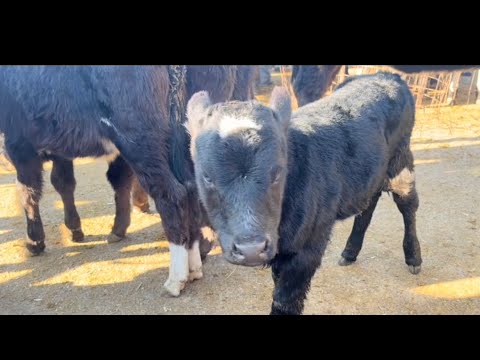 Видео: Карабулак базары сиыр  бағасы 15.10.2025🔥🔥🔥
