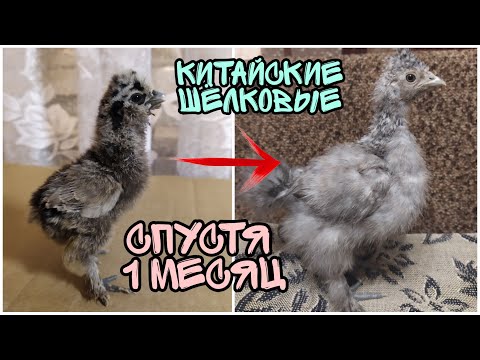 Видео: КИТАЙСКИЕ ШЁЛКОВЫЕ  ПТЕНЦЫ СПУСТЯ МЕСЯЦ ! Как поменялся вид и рацион . СОВЕТЫ.