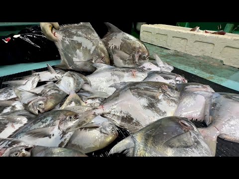 Видео: Сколько можно заработать, поймав супервысокую рыбу?