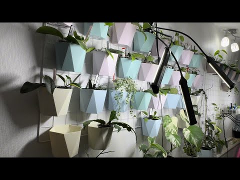 Видео: Хойи. Новинка🔥+ Мини обзор коллекции.