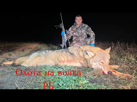 Видео: Охота на волка ! Сразу 2 охоты 4 волка !!
