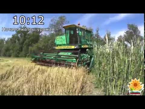 Видео: Начало уборки урожая пшеницы 2016! ДОН-1500Б \ Start harvesting wheat in Russia 2016! DON-1500B