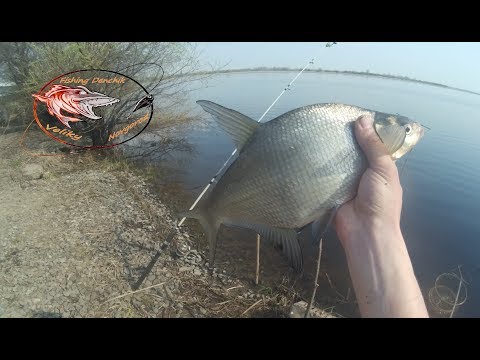 Видео: Рыбалка на реке Малый Волховец!  Рыбалка под "синим" мостом!