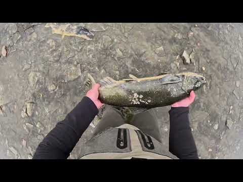 Видео: Ловлю лосося в Канаде | Торонто | Онтарио | Первая рыбалка самом центре мегаполиса и сразу удачная |