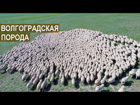 Видео: Племзавод Ромашковский. Волгоградская порода овец. Рассказ о хозяйстве