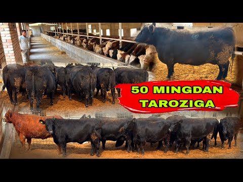 Видео: BUNAQA ANGUSLAR KELMGAN EDI NARXLAR BONUS BONUS BONUS BUGUN✅✅✅26 октября 2025 г.