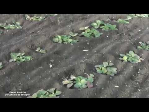 Видео: КОГДА  УКРЫТЬ КЛУБНИКУ НА ЗИМУ . ЧЕМ УКРЫТЬ КЛУБНИКУ НА ЗИМУ