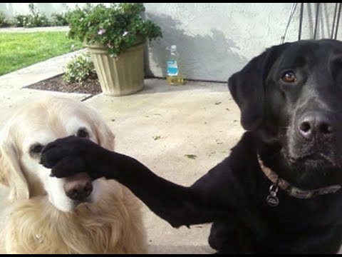 Видео: 😺 Нет, он не голодный! 🐶 Смешное видео с собаками, кошками и котятами! 🐱