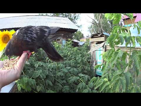 Видео: Голубь с кольцом, а точнее с кандалом.