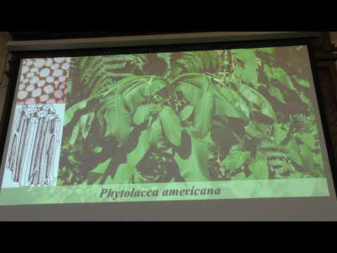 Видео: Зернов А. С. - Высшие растения - 5. Механические и проводящие ткани