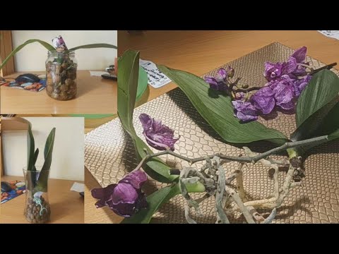 Видео: Орхидейные развлечения и Больничные истории. 13.02.2024